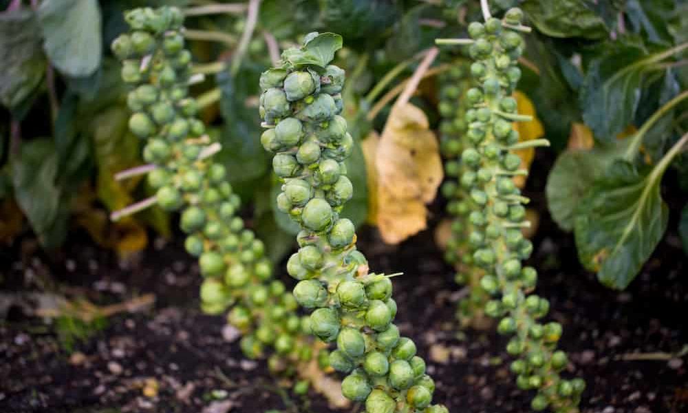 How to Grow, Harvest, and Store Brussels Sprouts