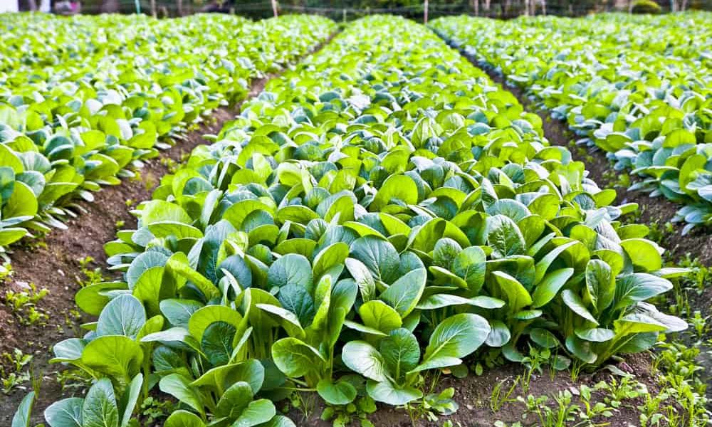 How to Plant, Grow, and Harvest Spinach