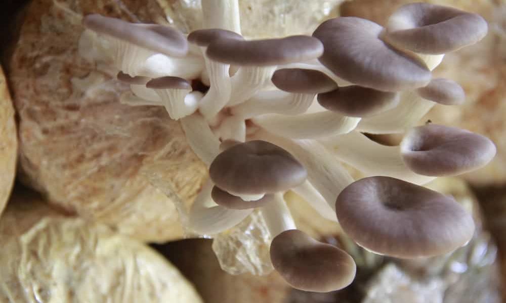 How to Plant, Grow and Store Mushrooms