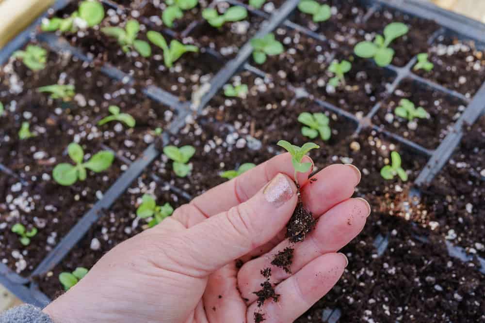 How to Plant Salvia 1