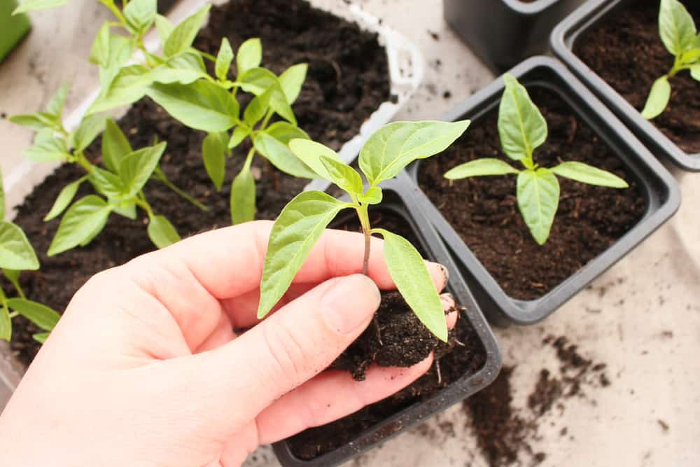How to Transplant Bell Peppers