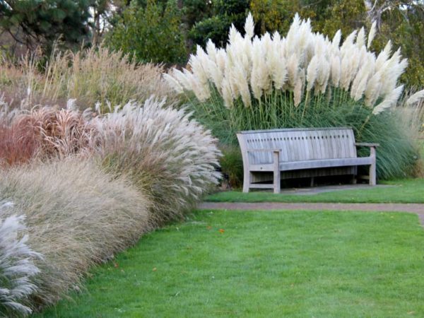 13 Easy Ornamental Grasses for Landscaping Your Garden