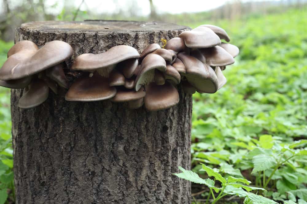Oysters Mushrooms