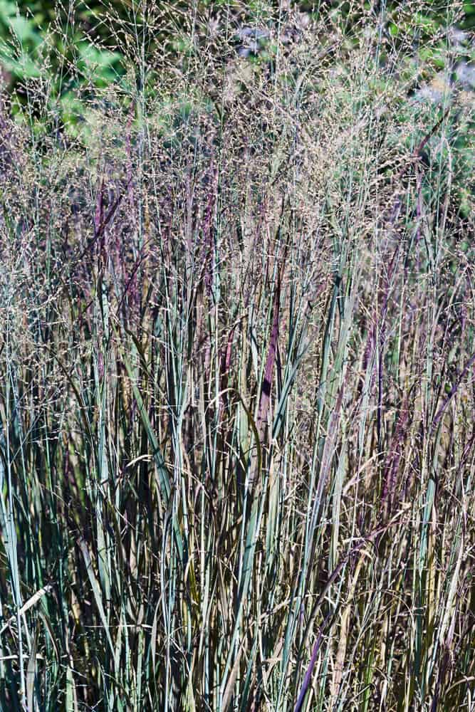 Prairie Sky Switchgrass
