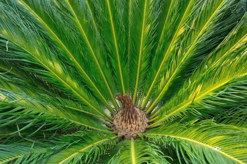 Reasons against Planting a Sago Palm