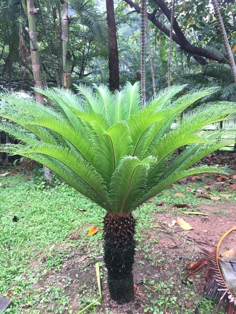 Sago Palm Tree Temperatures