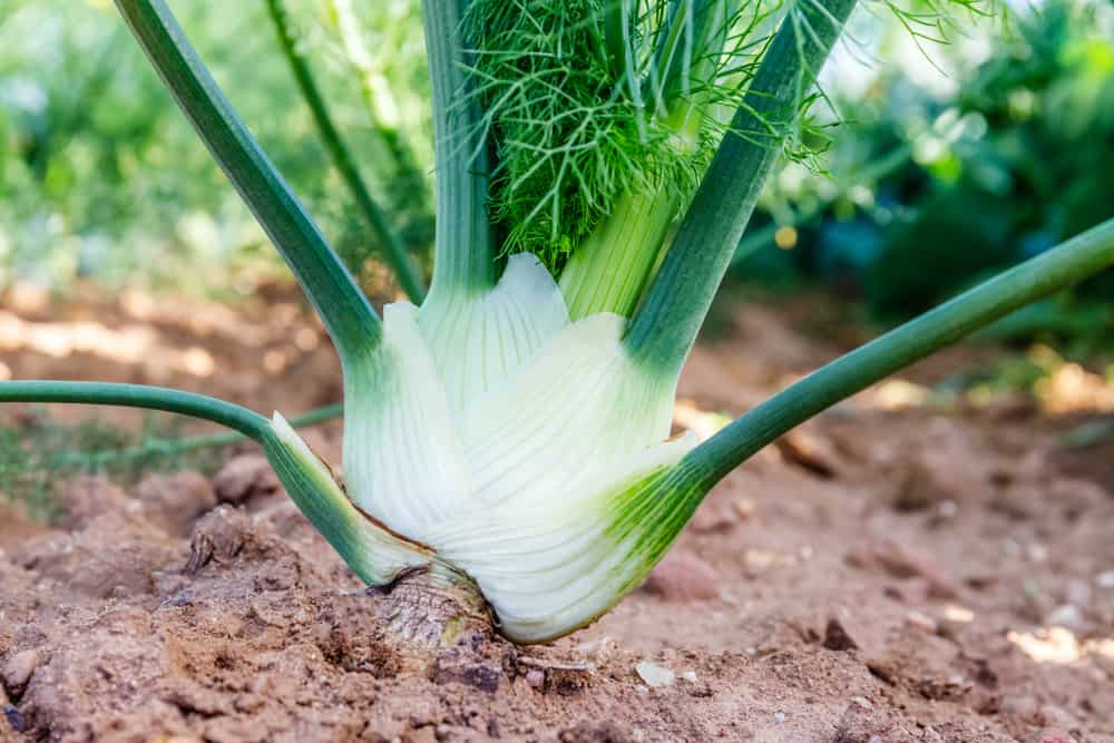 What Should You Know about Fennel Plant