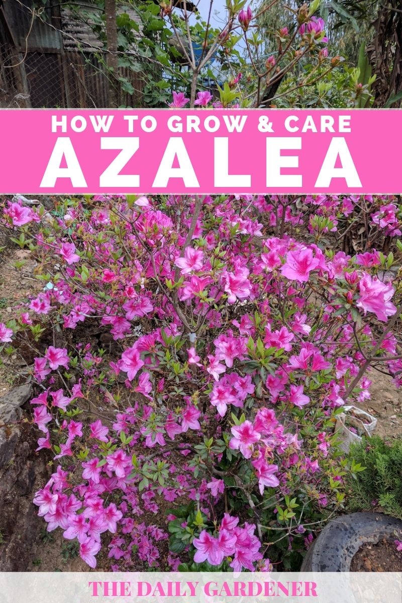 How To Grow Care Azalea In Your Garden