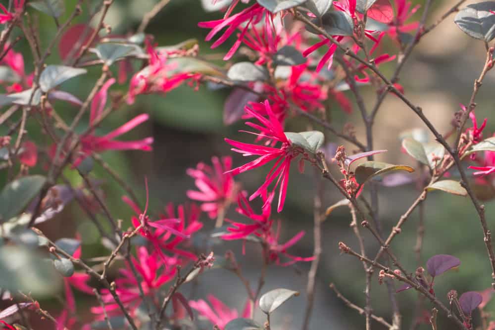 Chinese Fringe Flower Trimming