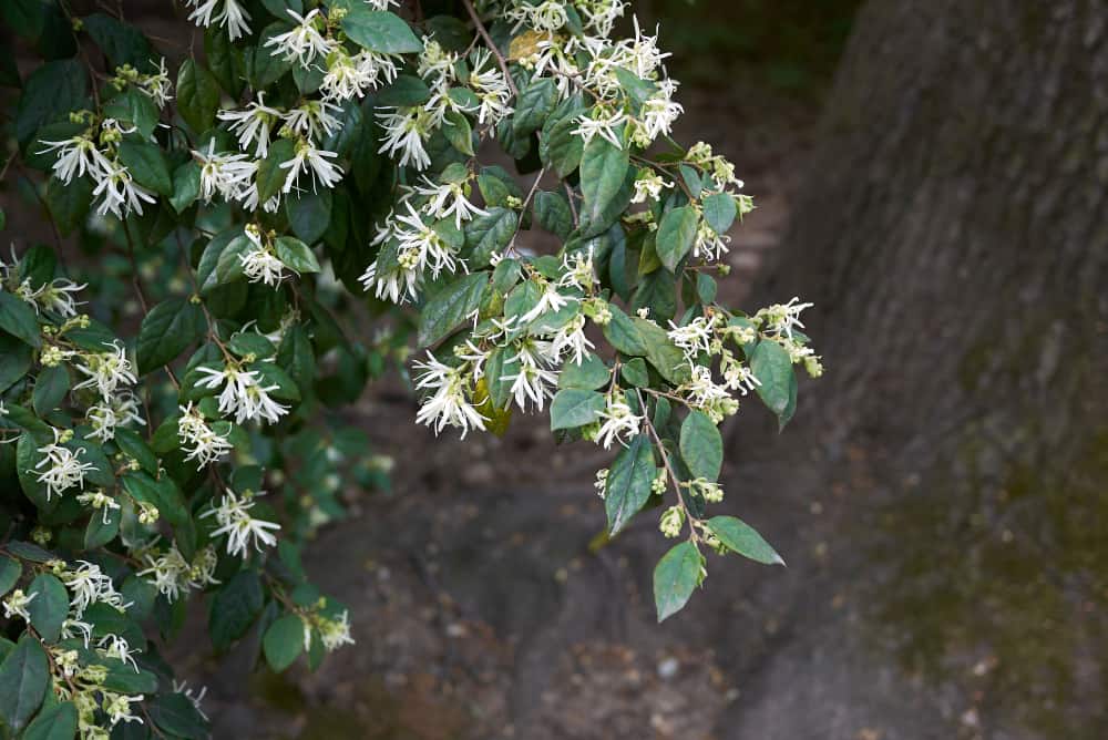 Chinese Fringe Flower White-flowering forms