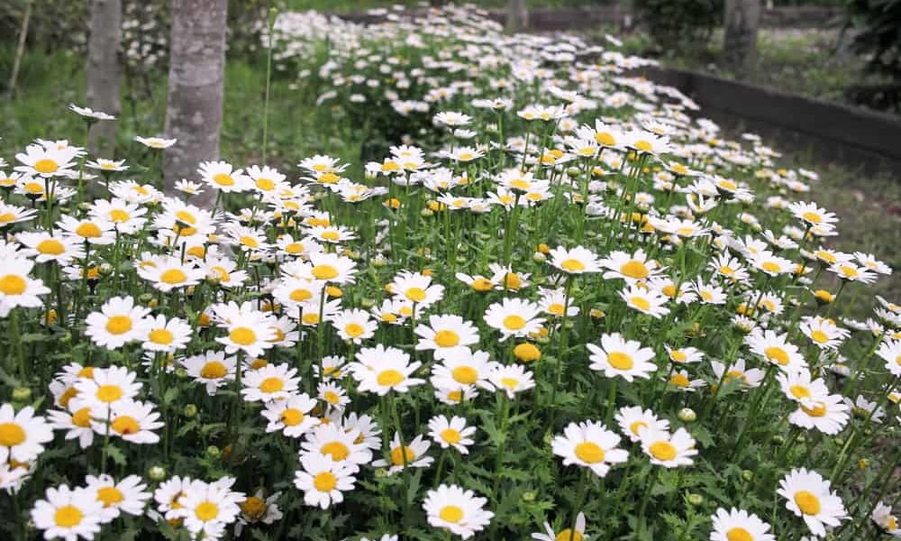 Growing Feverfew A Bushy Medical Herb can Get Ride of Pests