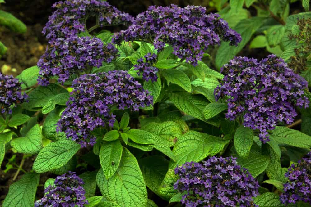 Growing Heliotrope The Exotic Blooms of Sun and Love