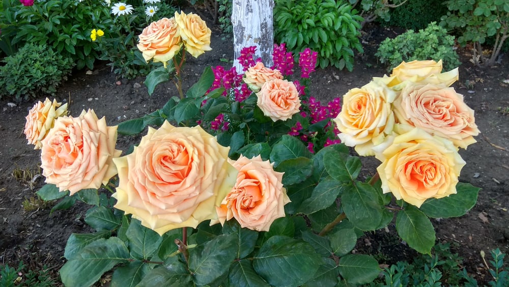 How to Grow & Care Rose in Your Garden