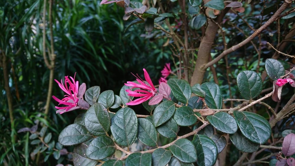 Pink-flowering forms (Loropetalum chinense var. rubrum)