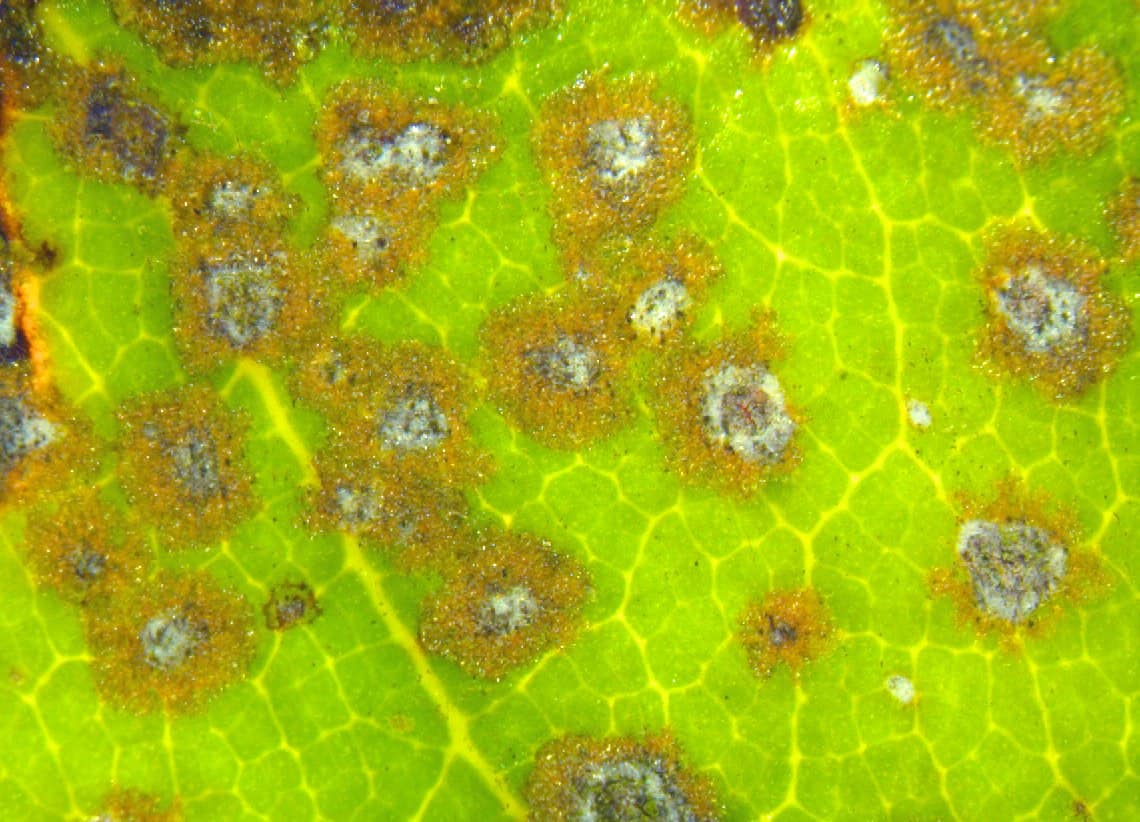 Algal leaf spot