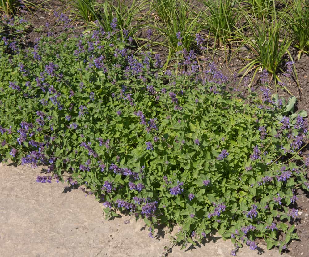 Catmint Propagating by division
