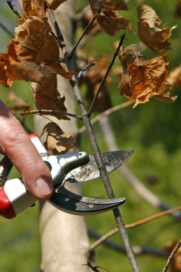 Fall pruning