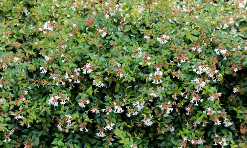 Glossy Abelia How to Plant and Grow in Your Garden