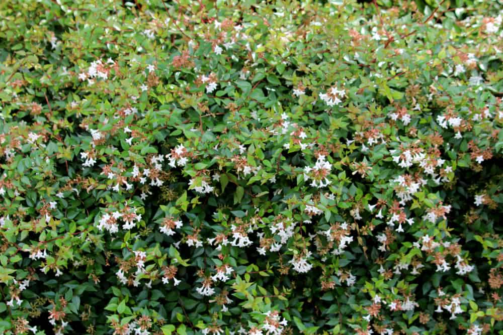 Glossy Abelia How to Plant and Grow in Your Garden