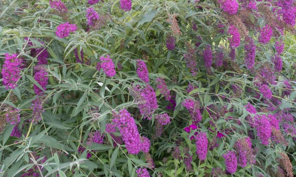How to Plant, Grow and Care Butterfly Bush