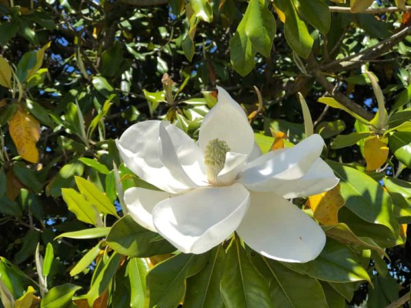 How to Plant Southern Magnolia in Your Garden (Tricks to Care!)