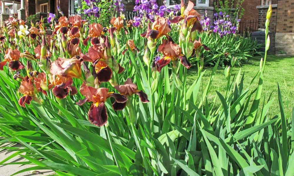 Iris Flower How to Plant, Grow and Care