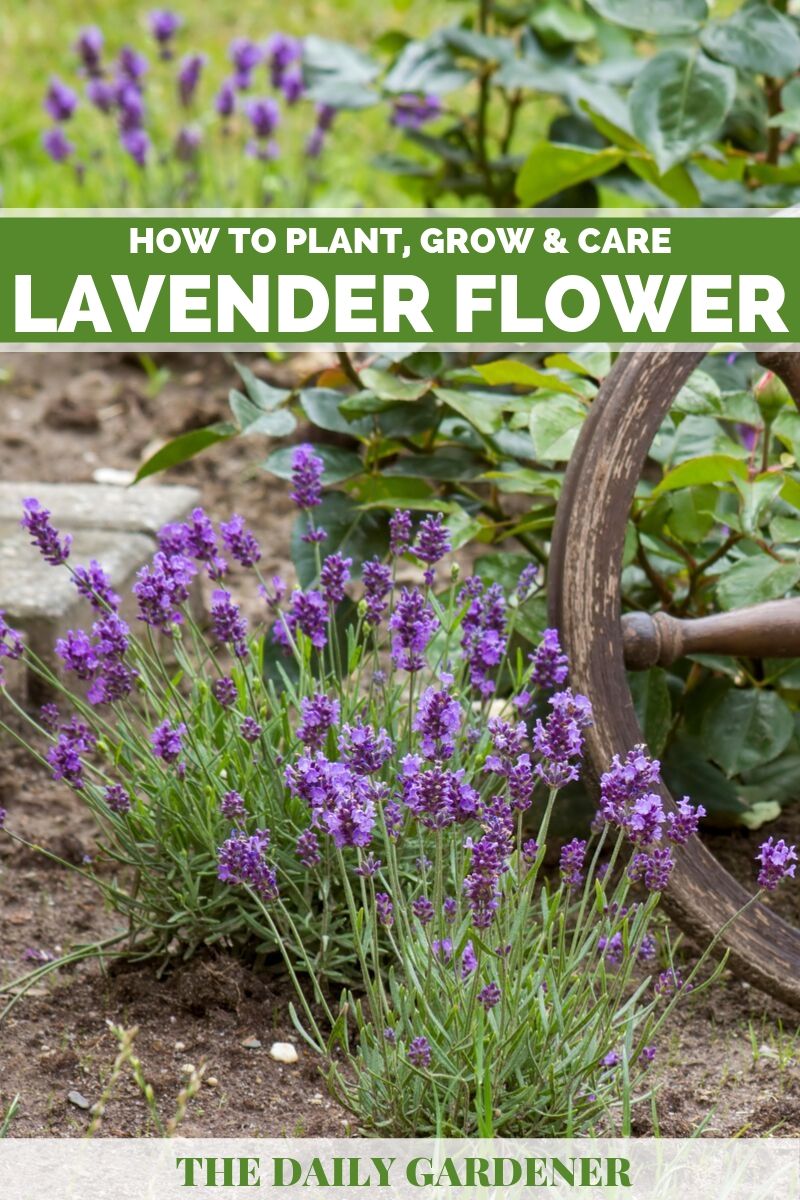 How To Plant Grow And Care Lavender