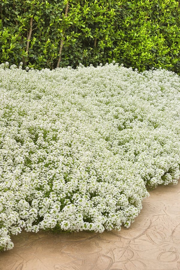 Lobularia hybrids (hybrids)