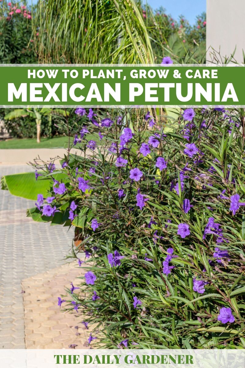 Mexican Petunia How To Plant Grow And Care