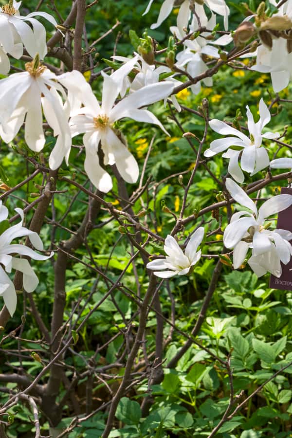 Star magnolia (Magnolia stellata)