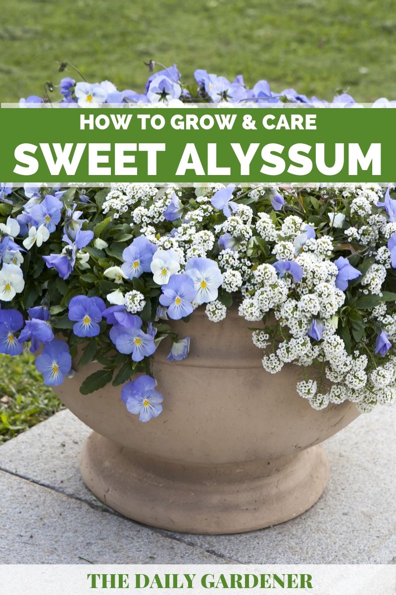 How To Grow Care Sweet Alyssum In Your Garden