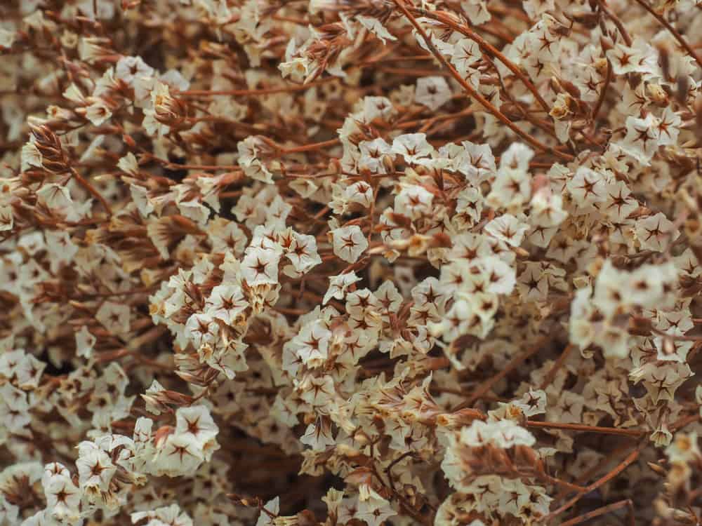 Sweet Alyssum Pests and Diseases