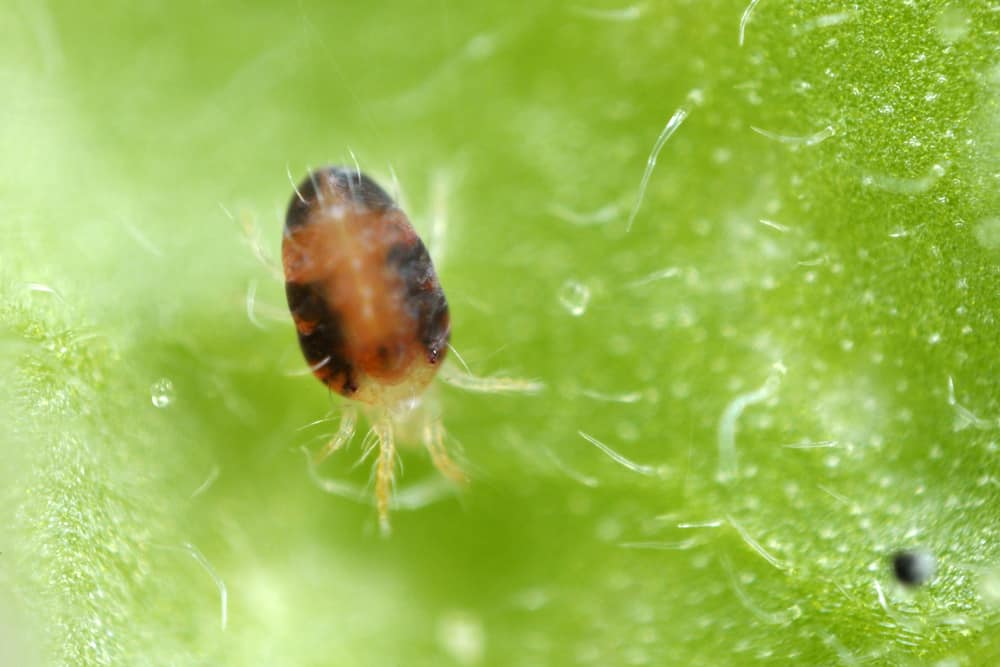 Two-spotted spider mites