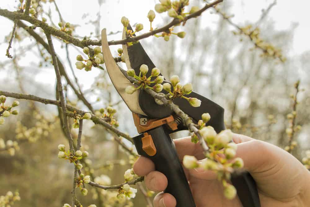 When to prune
