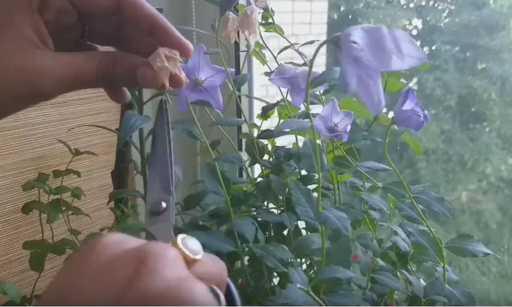 Balloon Flower Pruning and deadheading