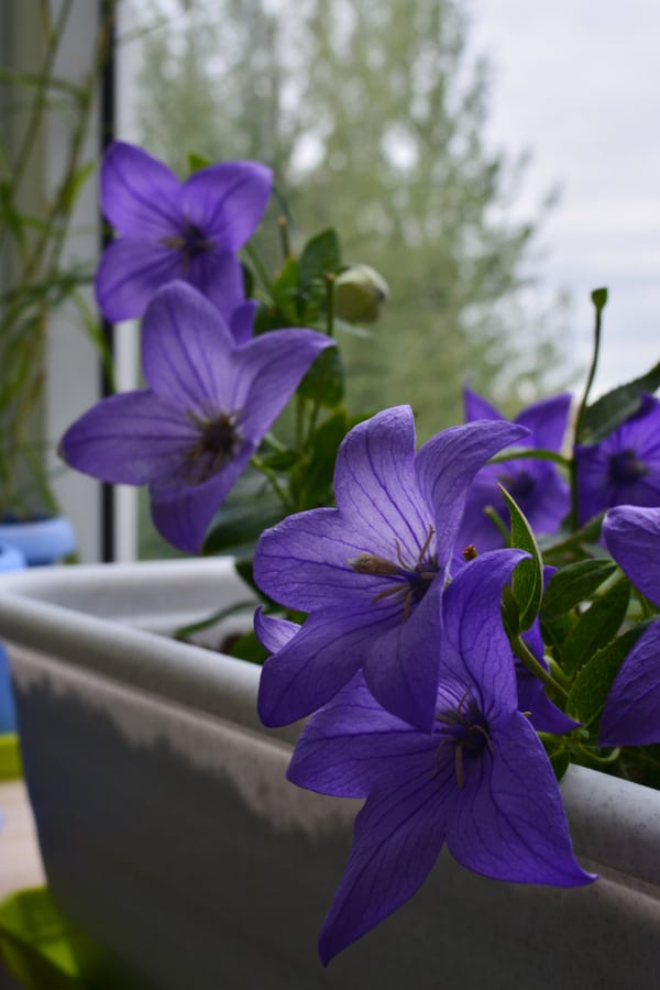 Grow Balloon Flower in Container