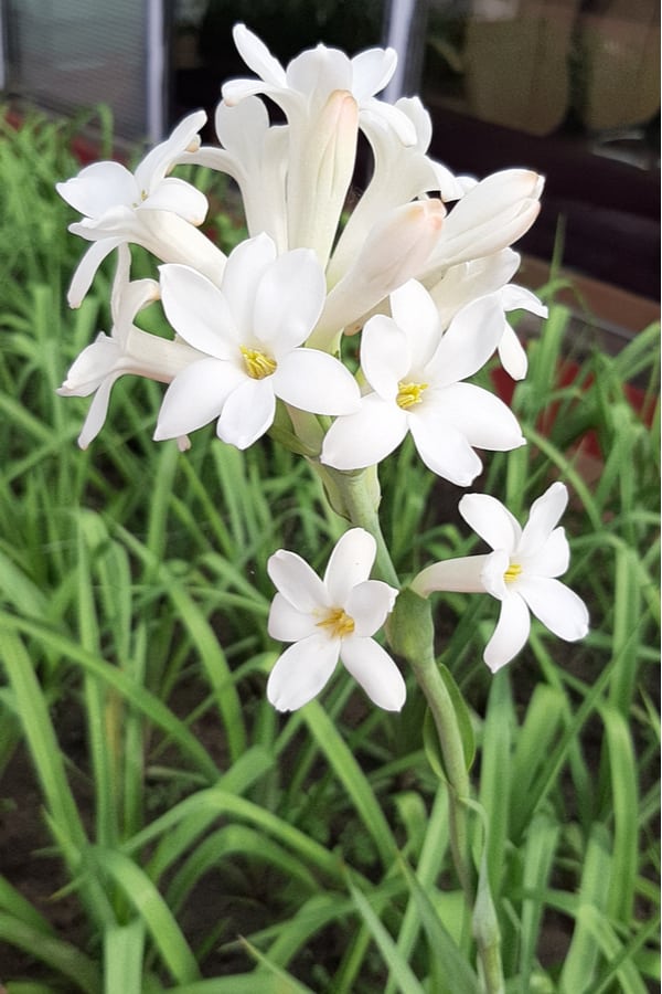 How to Grow and Care Tuberose