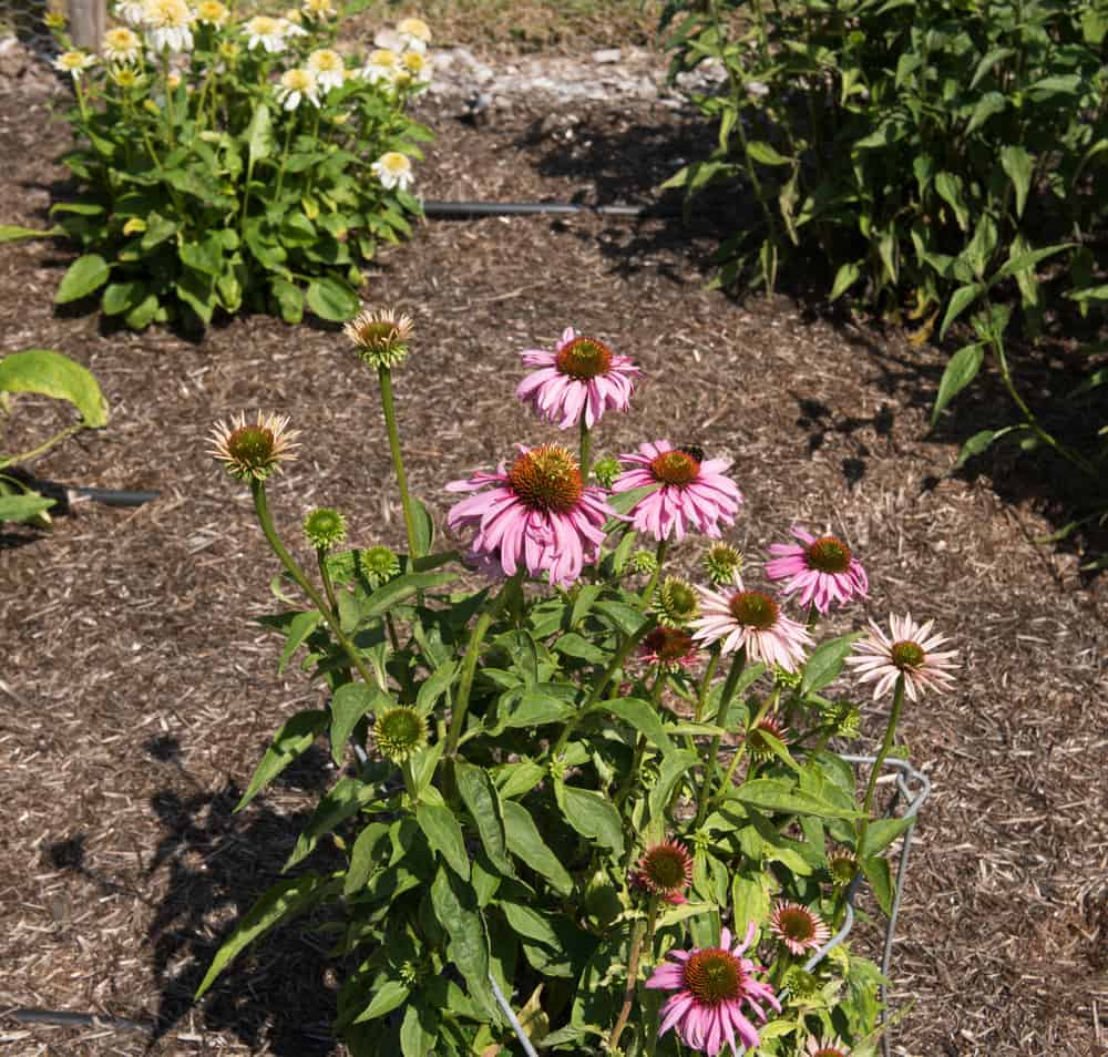 How to Plant Coneflower