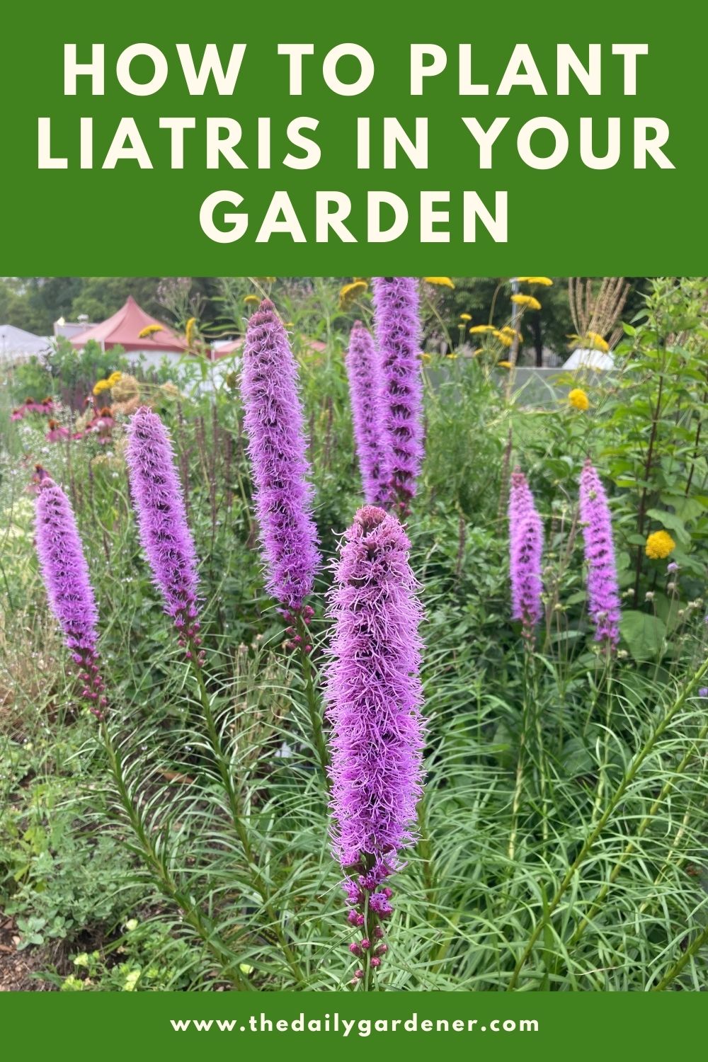 How to Plant Liatris in Your Garden 1