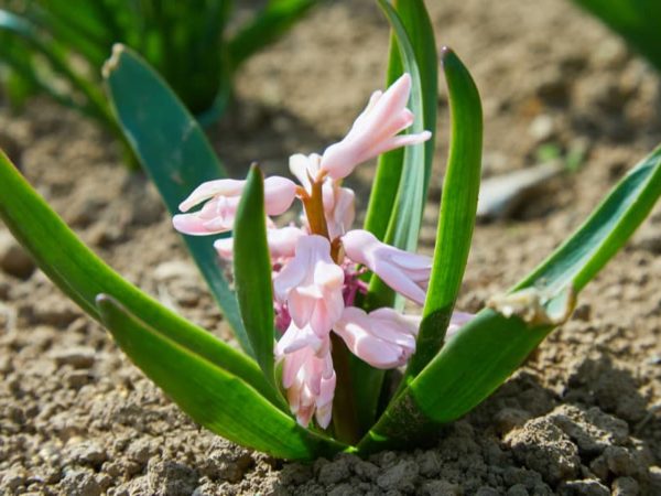 How to Plant Hyacinth Flower in Your Garden (Tricks to Care!)