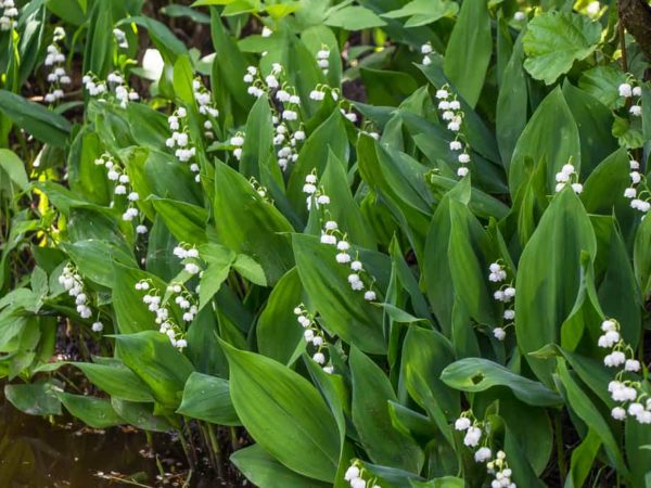 How to Plant Lily of the Valley Flower in Your Garden (Tricks to Care!)