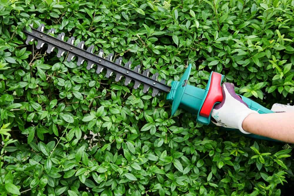 battery powered hedge trimmer