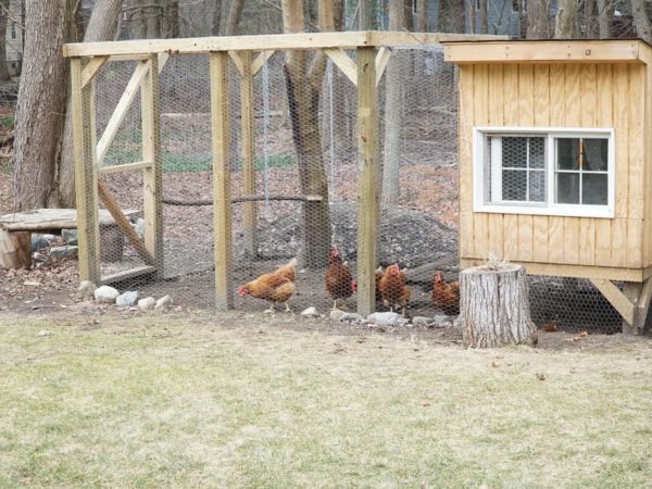 10 Best Chicken Coops of 2022 – Chicken House Reviews