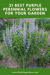 21 Best Purple Perennial Flowers for Your Garden