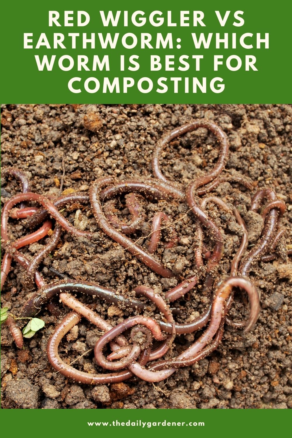 Red Wiggler vs Earthworm Which Worm is Best For Composting 1