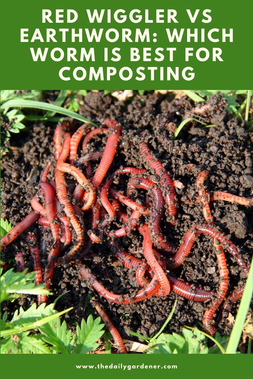Red Wiggler vs Earthworm Which Worm is Best For Composting 2