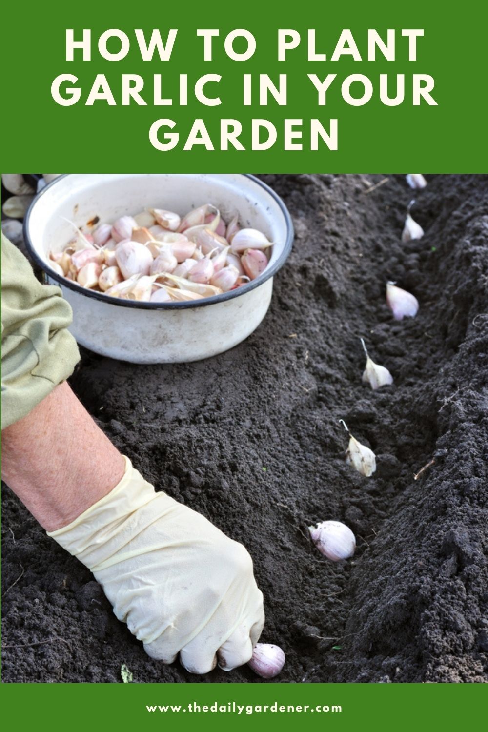 How to Plant Garlic in Your Garden (Tricks to Care!) 2