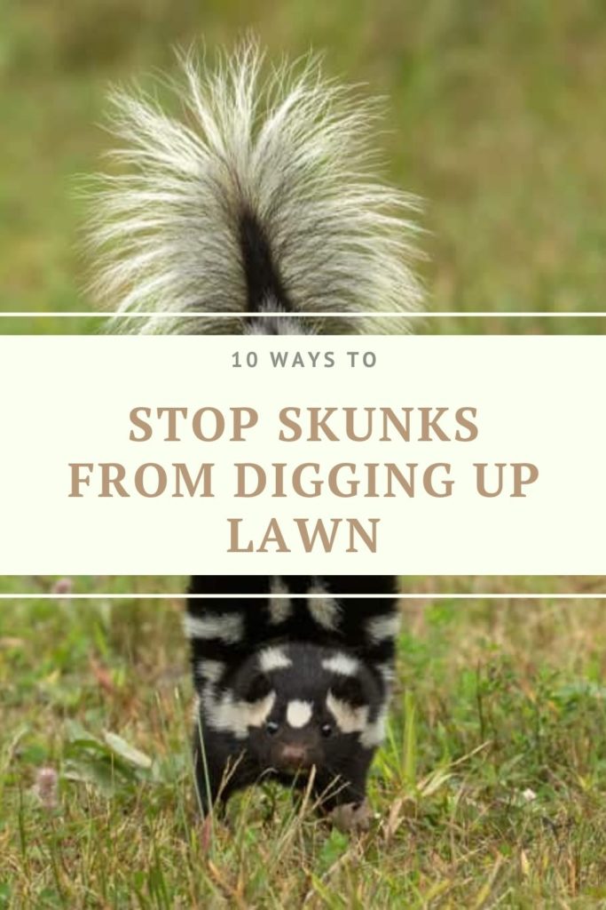 How to Stop Skunks from Digging Up Lawn