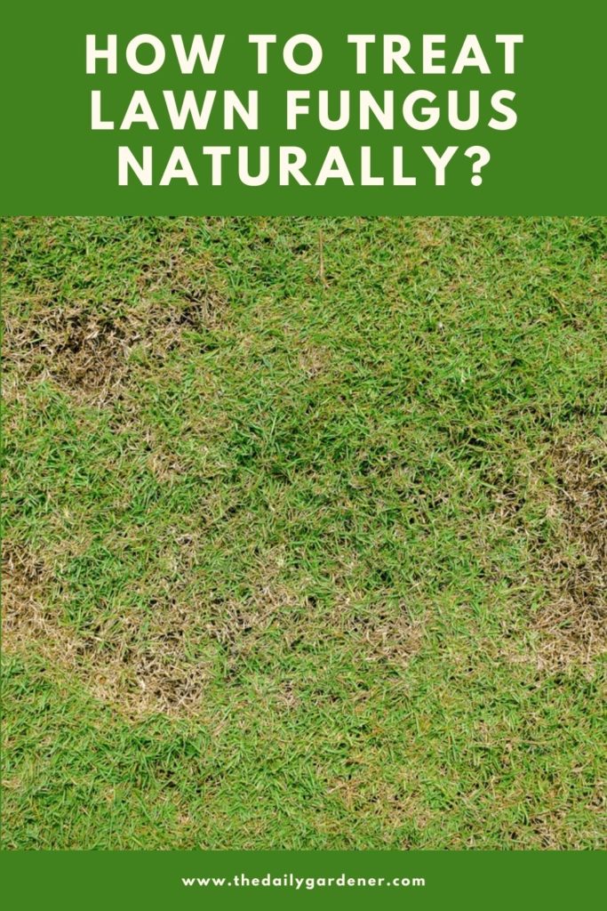 How to Treat Lawn Fungus Naturally 2