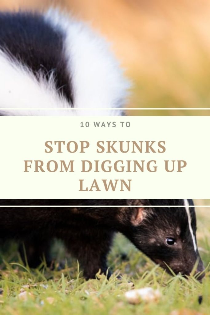 Stop Skunks from Digging Up Lawn